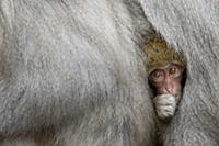 Japanese Macaque (Macaca fuscata) young nestled be