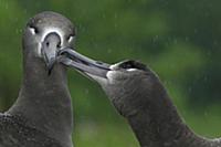 Black-footed Albatross (Phoebastria nigripes) pair