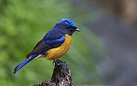 Rufous-bellied Niltava (Niltava sundara) male, Gao
