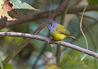 Grey-headed Canary-Flycatcher (Culicicapa ceylonen