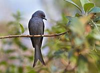 Ashy Drongo (Dicrurus leucophaeus), Gaoligongshan 