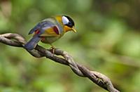 Silver-eared Mesia (Leiothrix argentauris) male, G