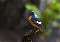Daurian Redstart (Phoenicurus auroreus), Gaoligong