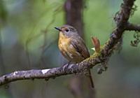 Hill Blue-Flycatcher (Cyornis banyumas) female, Ga