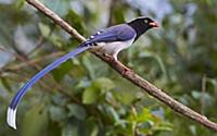 Blue Magpie (Urocissa erythrorhyncha) feeding, Gao