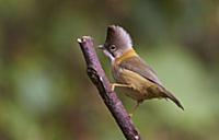 Whiskered Yuhina (Yuhina flavicollis), Gaoligongsh