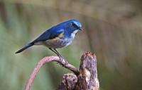 Orange-flanked Bush-Robin (Tarsiger cyanurus) male