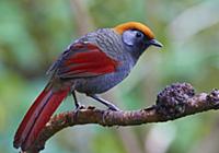 Red-tailed Laughingthrush (Garrulax milnei), Gaoli