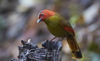 Red-faced Liocichla (Liocichla phoenicea), Gaoligo