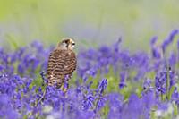 Обыкновенная пустельга (Falco tinnunculus) притаил