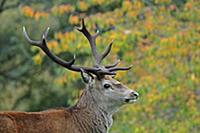 Red Deer (Cervus elaphus) 'Royal' stag, close-up o