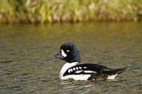 Barrow's Goldeneye (Bucephala islandica) adult mal