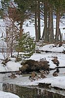 Mallard Duck (Anas platyrhynchos) flock, standing 