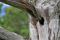 Common Swift (Apus apus) adult, nesting in Great S