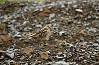 Common Snipe (Gallinago gallinago) adult, standing