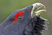 Western Capercaillie (Tetrao urogallus) adult male