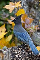 Steller's Jay (Cyanocitta stelleri), Montana