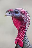 Wild Turkey (Meleagris gallopavo) male, western Mo
