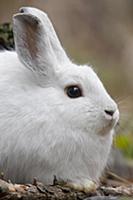 Snowshoe Hare (Lepus americanus) in winter coat, w