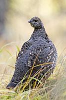 Spruce Grouse (Falcipennis canadensis) female, wes