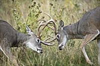 White-tailed Deer (Odocoileus virginianus) bucks s