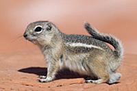 White-tailed Antelope Squirrel (Ammospermophilus l