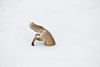 Red Fox (Vulpes vulpes) hunting vole in winter, Ye
