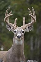 White-tailed Deer (Odocoileus virginianus) buck in