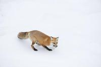 Red Fox (Vulpes vulpes) hunting vole in winter, Ye