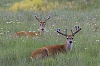 White-tailed Deer (Odocoileus virginianus) bucks, 