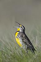 Western Meadowlark (Sturnella neglecta) calling, M