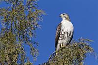 Red-tailed Hawk (Buteo jamaicensis), western Monta