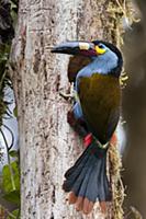 Plate-billed Mountain-Toucan (Andigena laminirostr
