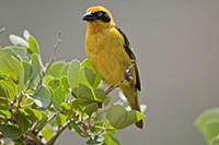 Baglafecht Weaver (Ploceus baglafecht) male, Boran