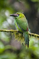 Crimson-rumped Toucanet (Aulacorhynchus haematopyg