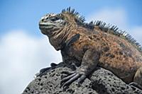 Marine Iguana (Amblyrhynchus cristatus), Tortuga B