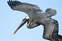 Brown Pelican (Pelecanus occidentalis) flying, Bla