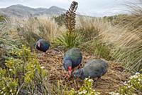 Takahe (Porphyrio hochstetteri) family in large br