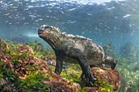 Marine Iguana (Amblyrhynchus cristatus) in water, 