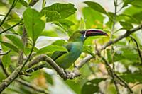 Crimson-rumped Toucanet (Aulacorhynchus haematopyg