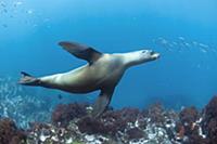 Galapagos Sea Lion (Zalophus wollebaeki), Punta Vi