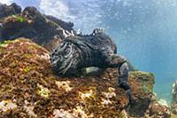 Marine Iguana (Amblyrhynchus cristatus) feeding on