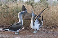 Blue-footed Booby (Sula nebouxii) sky pointing dur