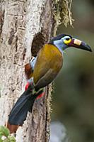Plate-billed Mountain-Toucan (Andigena laminirostr