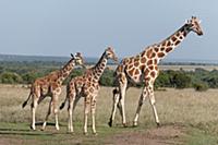 Reticulated Giraffe (Giraffa camelopardalis reticu
