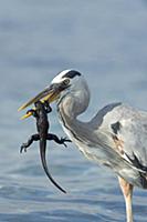 Great Blue Heron (Ardea herodias), hunting newly-h