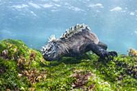 Marine Iguana (Amblyrhynchus cristatus) feeding on