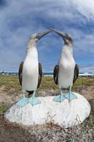 Blue-footed Booby (Sula nebouxii) pair courting, S