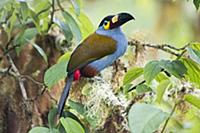 Plate-billed Mountain-Toucan (Andigena laminirostr