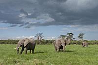 African Elephant (Loxodonta africana) trio, Ol Pej